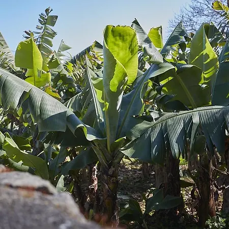 Casa Do Vale Do Sossego * Capelas (Sao Miguel)